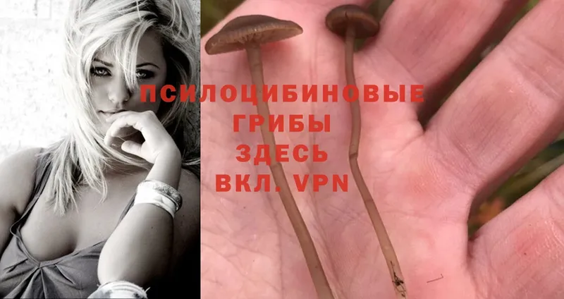 даркнет сайт  Северодвинск  Псилоцибиновые грибы Cubensis 